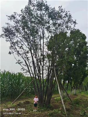 丛生元宝枫基地直发