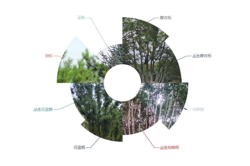 蒙古栎、白桦、元宝枫、油松、云杉
